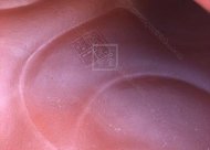 《魚化龍套組》